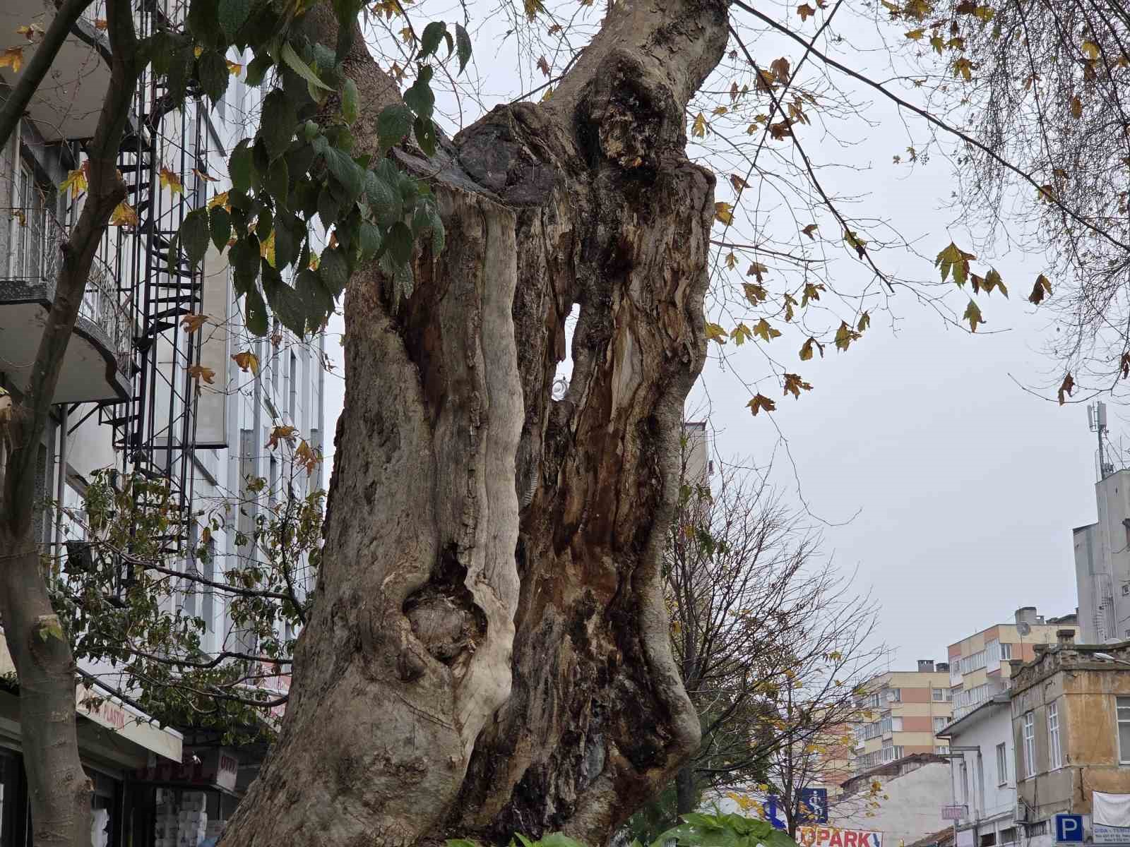 sehirdeki 20 anit agactan biri olan cinar govdesi olmadan dis kabugu uzerinde duruyor 5 FDFfu71F