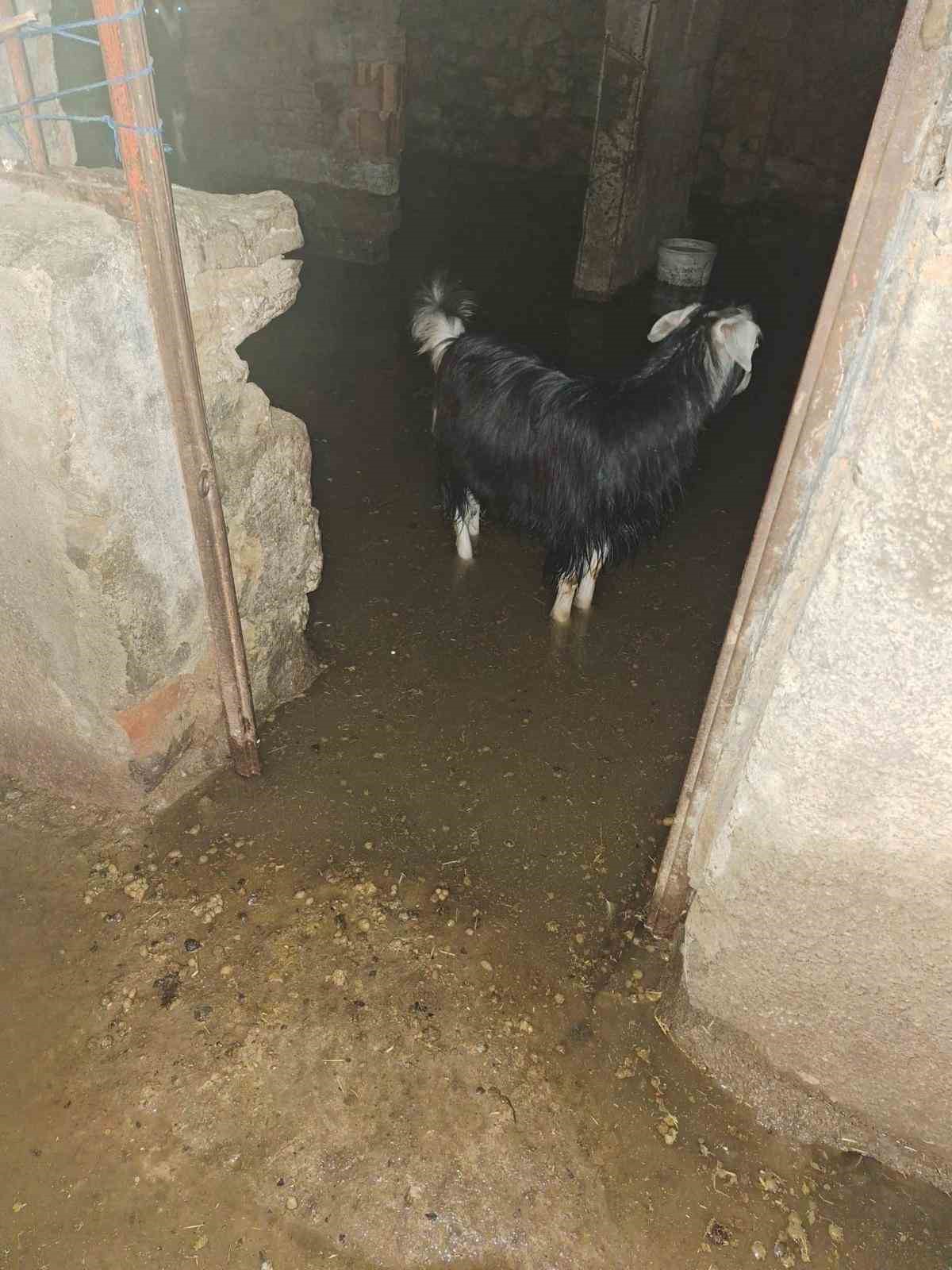 sel ahiri basti 12 keci ekipler tarafindan kurtarildi 3