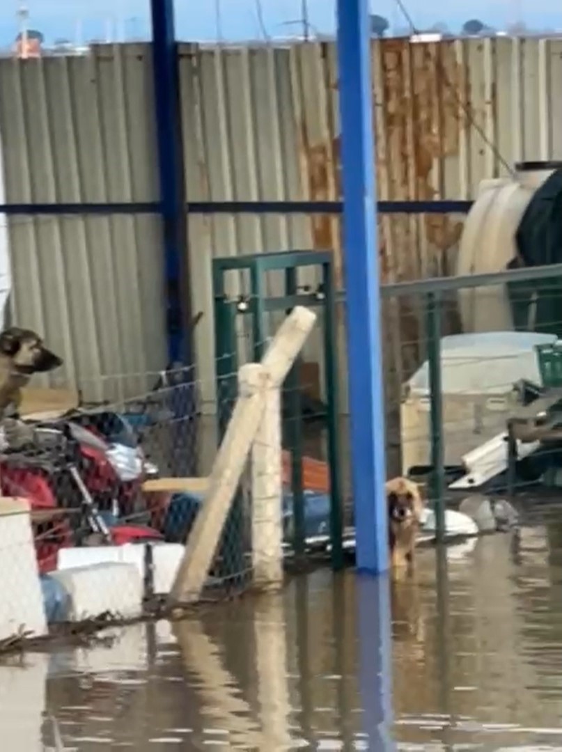 sel sularinin ortasindaki depoda mahsur kalan kopekler yurek burktu 1 ZOqRIp2B