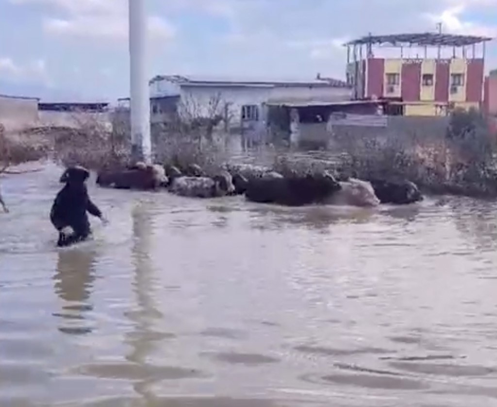 selde mahsur kalan inekler bogulmaktan kurtarildi 1 tgXhj8HB