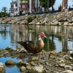selin-izleri-kuslarin-yasamini-da-vurdu-PDXCvNbW.jpg