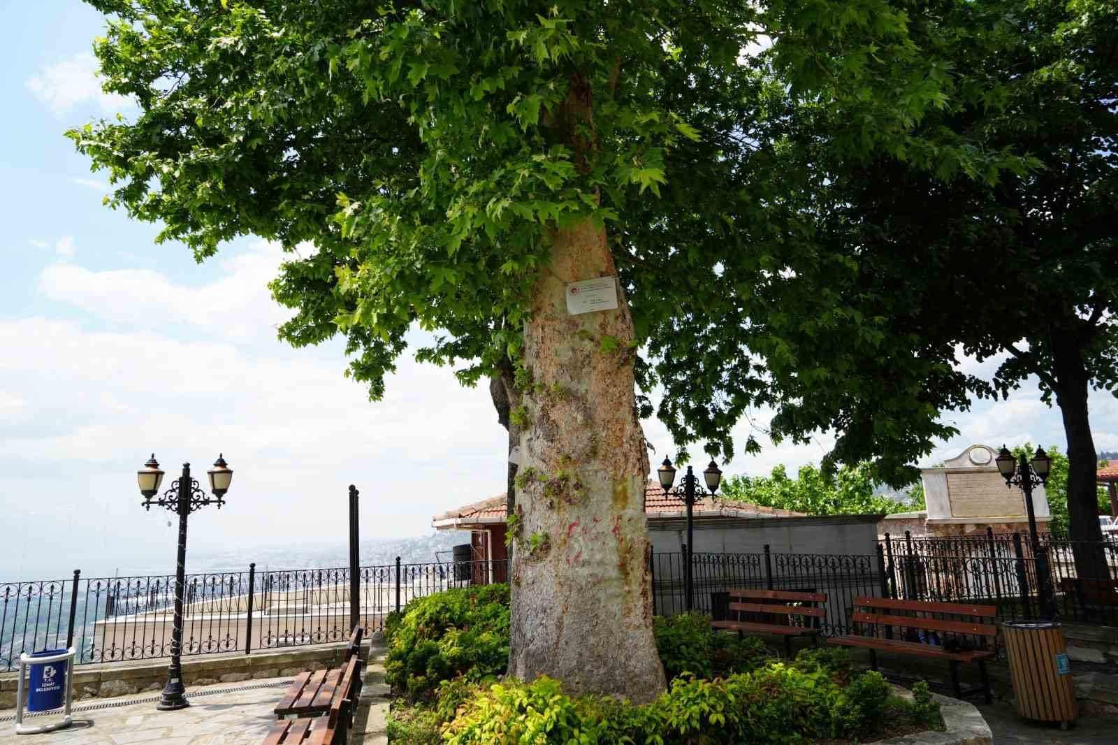 Sembol caminin 6 asırlık çınarı yıldırımlara rağmen ayakta 8 sembol caminin 6 asirlik cinari yildirimlara ragmen ayakta 4 FrDmdgcv
