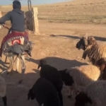 semere-yerlestirdigi-biberonlarla-suru-psikolojisini-yonetiyor-NIbyaekX.jpg