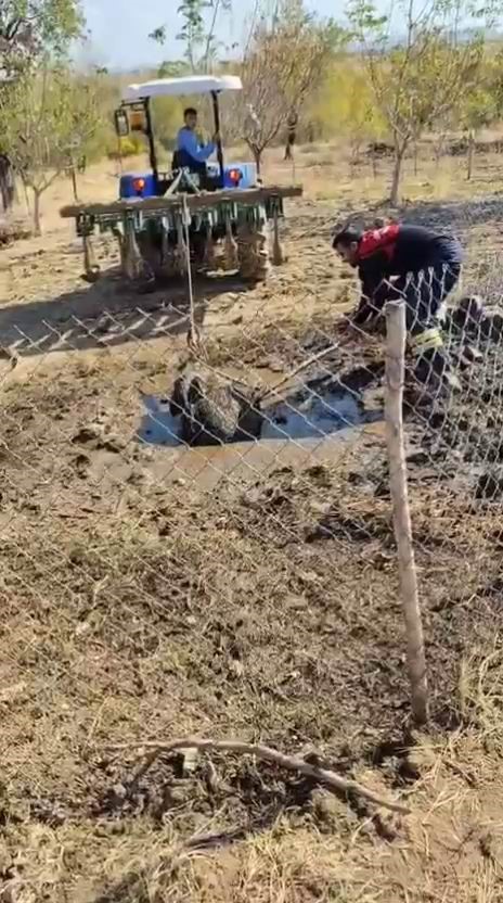 septik kuyusuna dusen yaban domuzu traktor yardimiyla kurtarildi 0