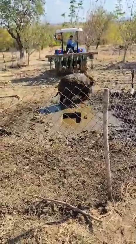 septik kuyusuna dusen yaban domuzu traktor yardimiyla kurtarildi 1 juNMTdb4