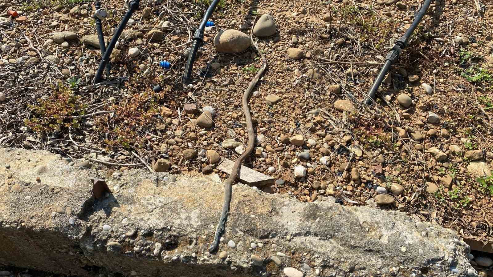 serada karpuz toplarken yilanla burun buruna geldi 1 1SY8RORJ
