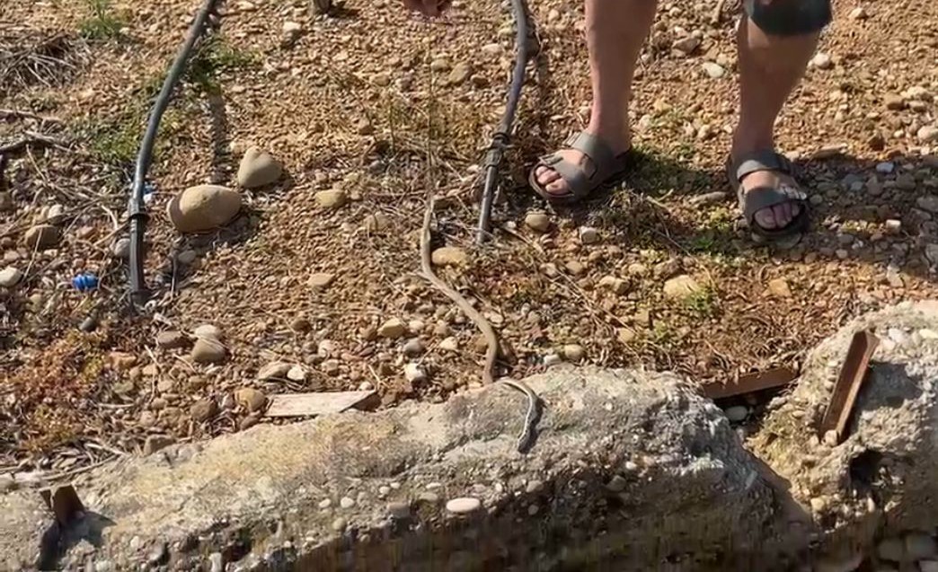 serada karpuz toplarken yilanla burun buruna geldi 2 KrRLQQ4e