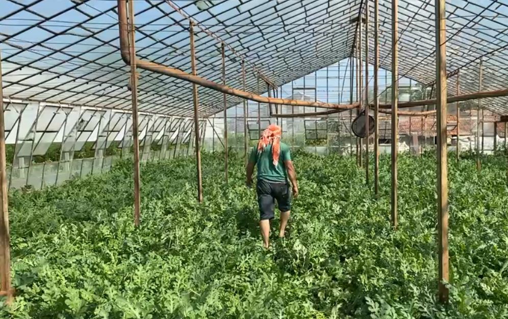 serada karpuz toplarken yilanla burun buruna geldi 4 9QzqAh9r