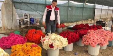 serada-sebzeden-gerberaya-uretim-cesitliligi-dikkat-cekiyor-c6zKLEOj.jpg