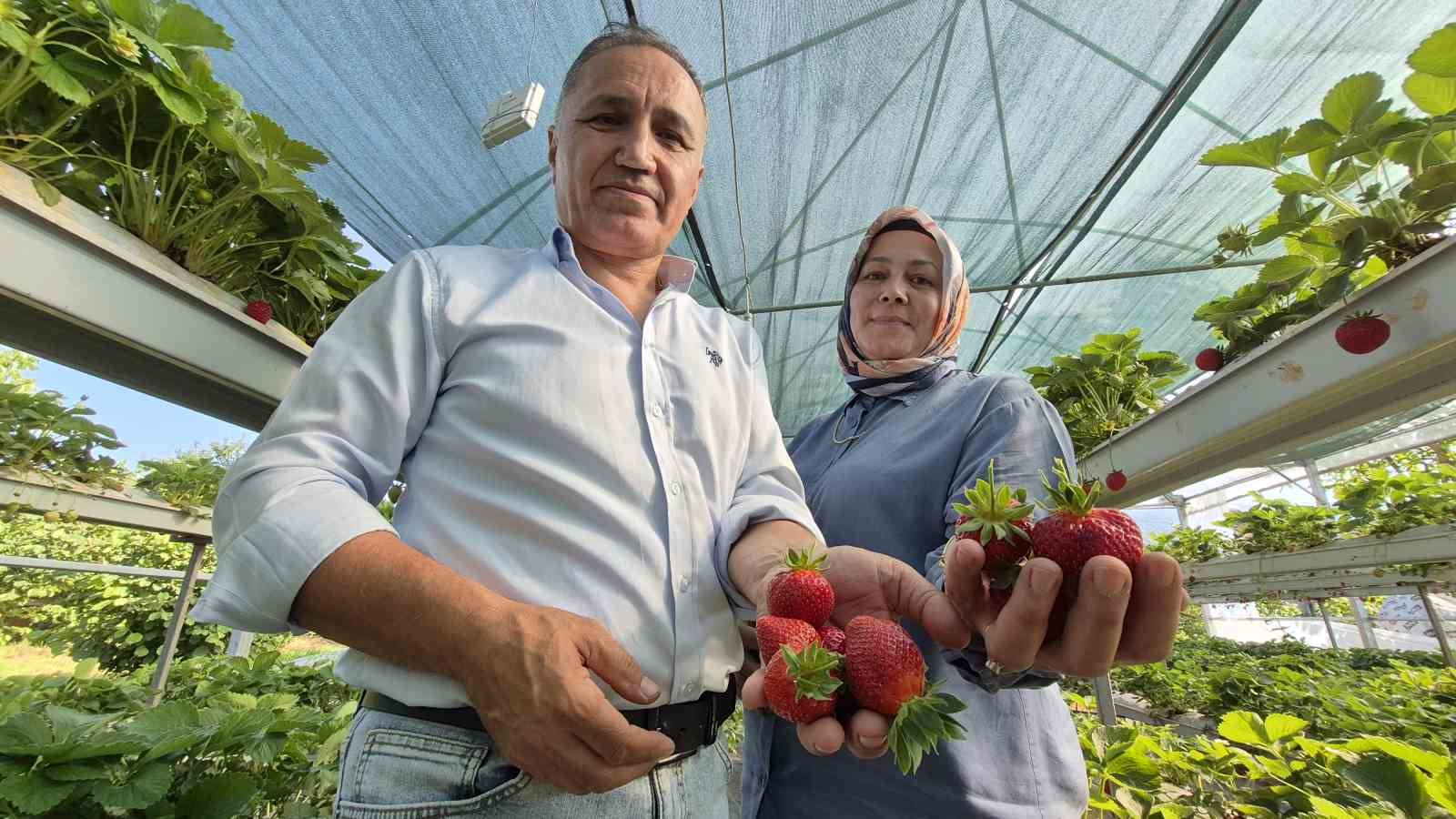 Serada topraksız yetiştirdikleri çilek yaşam enerjileri oldu 4 serada topraksiz yetistirdikleri cilek yasam enerjileri oldu 0 XrlWaVeT
