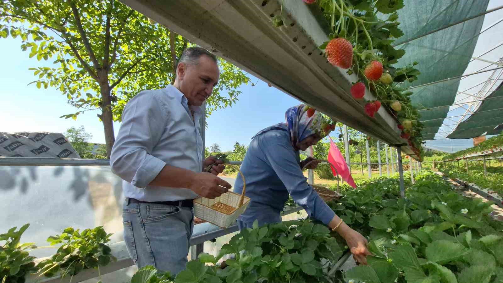 Serada topraksız yetiştirdikleri çilek yaşam enerjileri oldu 6 serada topraksiz yetistirdikleri cilek yasam enerjileri oldu 2 1vj2WCiU