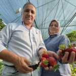 serada-topraksiz-yetistirdikleri-cilek-yasam-enerjileri-oldu-vjMySNTG.jpg