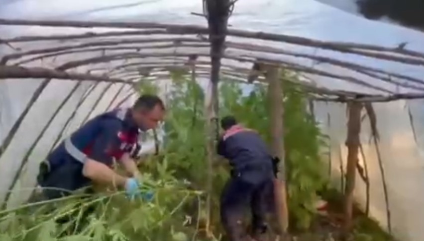 serayi uyusturucu tarlasina cevirmis 0 iqtDLkTD