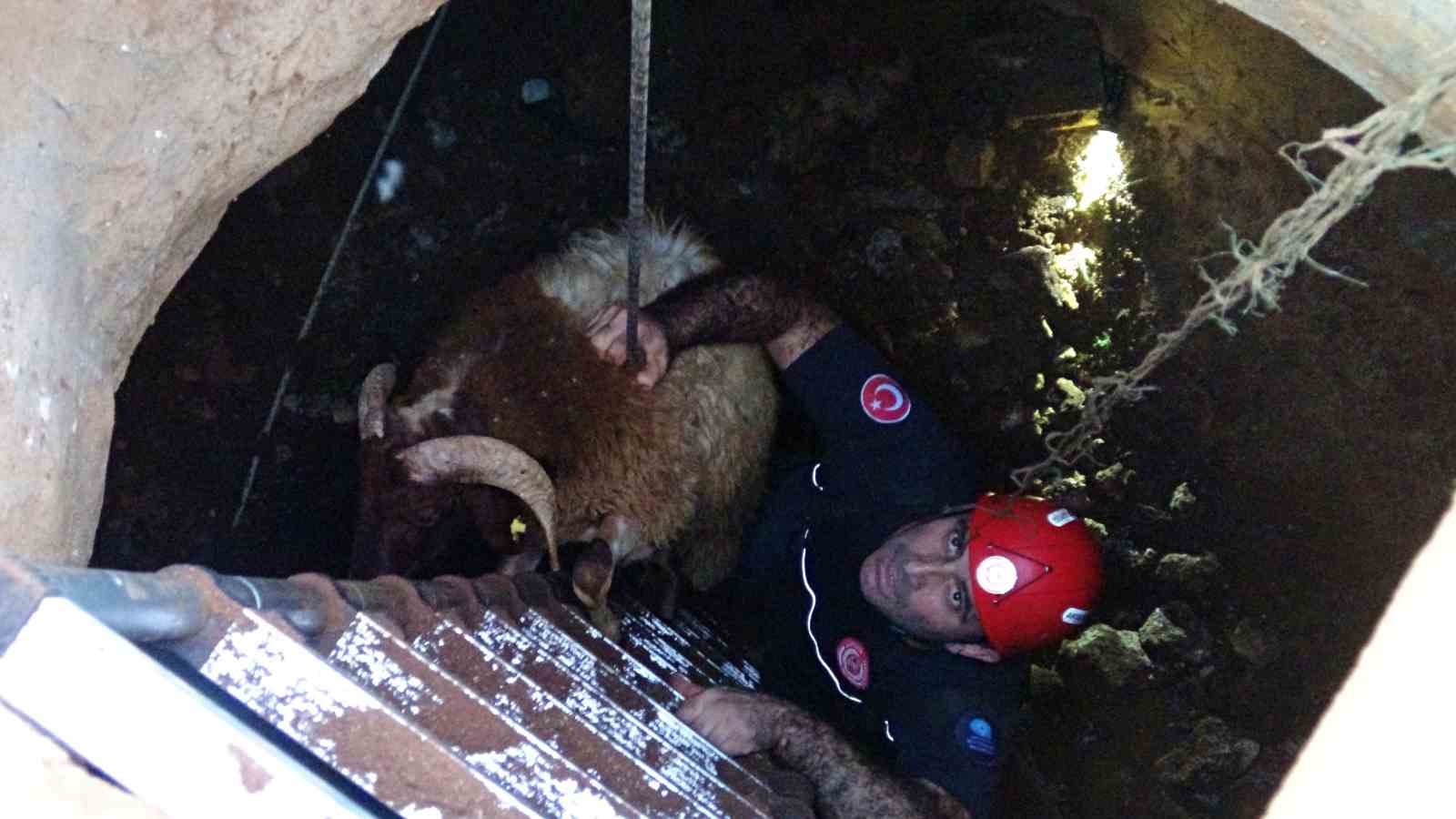 Seslerini küçük çocuk duydu, çalındı sanılan 2 koyun düştükleri 5 metrelik kuyudan kurtarıldı 4 seslerini kucuk cocuk duydu calindi sanilan 2 koyun dustukleri 5 metrelik kuyudan kurtarildi 0 YMJCcMdB