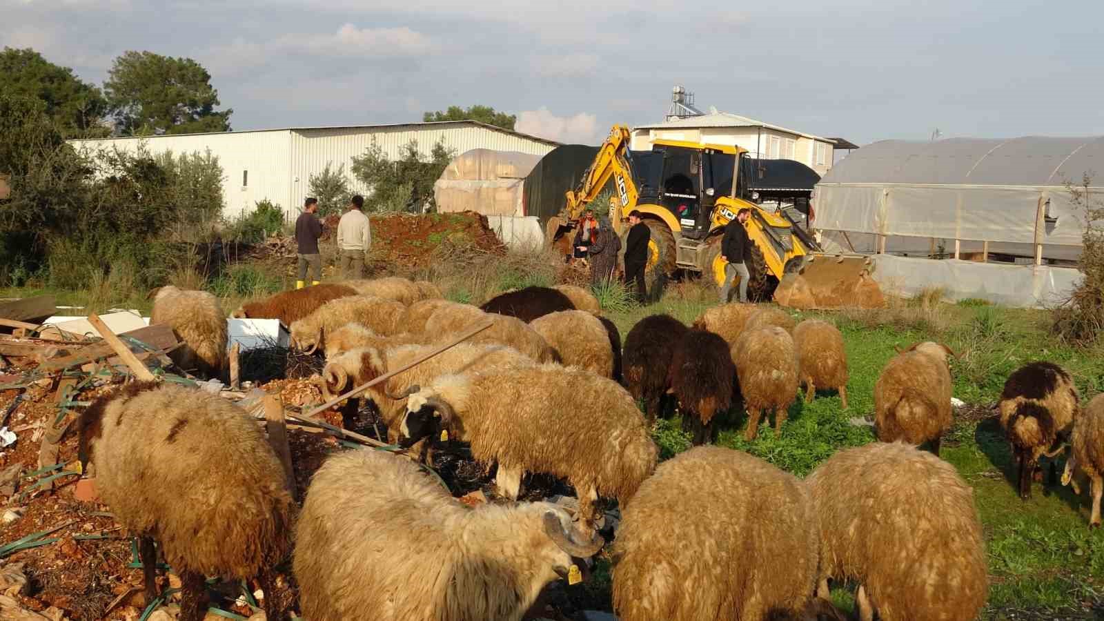Seslerini küçük çocuk duydu, çalındı sanılan 2 koyun düştükleri 5 metrelik kuyudan kurtarıldı 6 seslerini kucuk cocuk duydu calindi sanilan 2 koyun dustukleri 5 metrelik kuyudan kurtarildi 2 YnpQgWhY