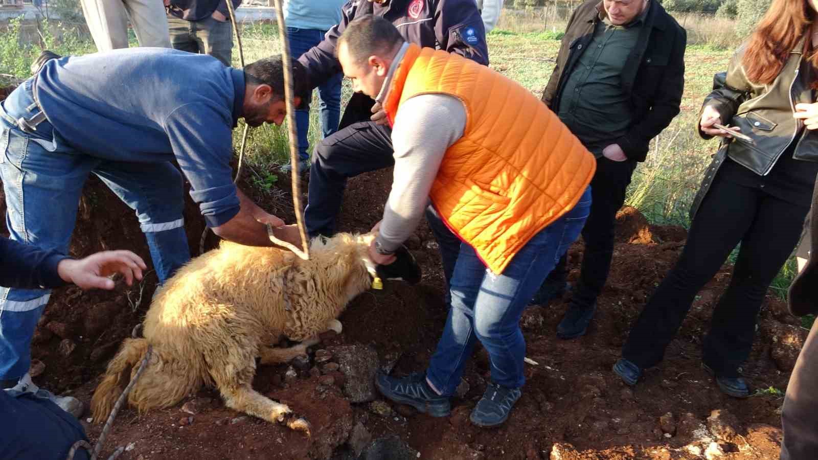 Seslerini küçük çocuk duydu, çalındı sanılan 2 koyun düştükleri 5 metrelik kuyudan kurtarıldı 7 seslerini kucuk cocuk duydu calindi sanilan 2 koyun dustukleri 5 metrelik kuyudan kurtarildi 3 BEWal1l7