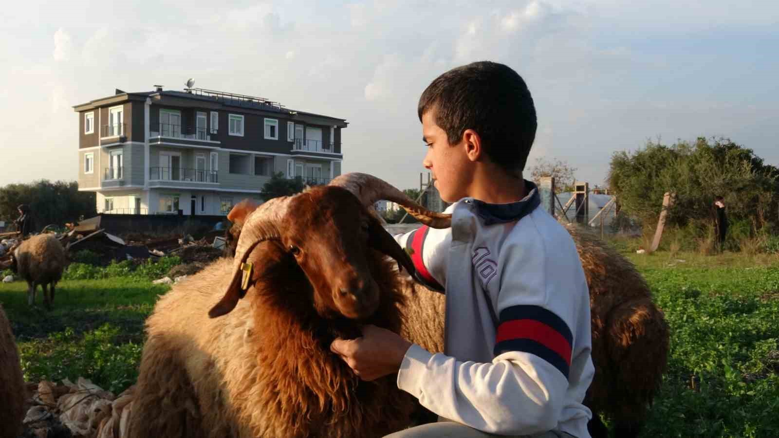 Seslerini küçük çocuk duydu, çalındı sanılan 2 koyun düştükleri 5 metrelik kuyudan kurtarıldı 12 seslerini kucuk cocuk duydu calindi sanilan 2 koyun dustukleri 5 metrelik kuyudan kurtarildi 8 4pgjIwGc