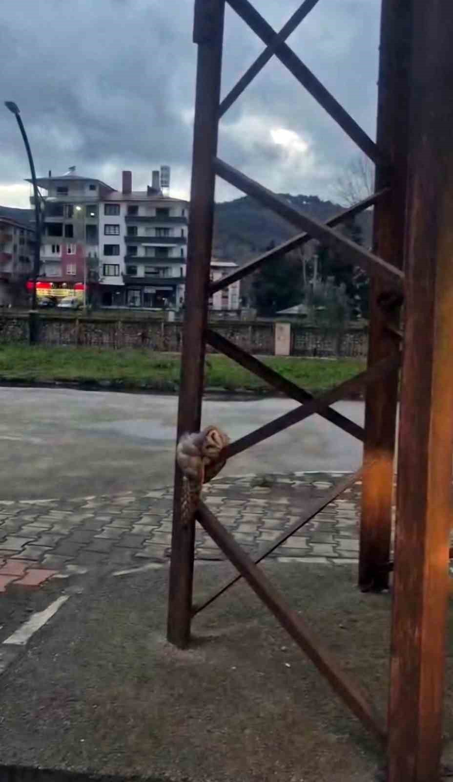 sevimli baykus sokak direginde uyuya kaldi 1 jTgrORGf