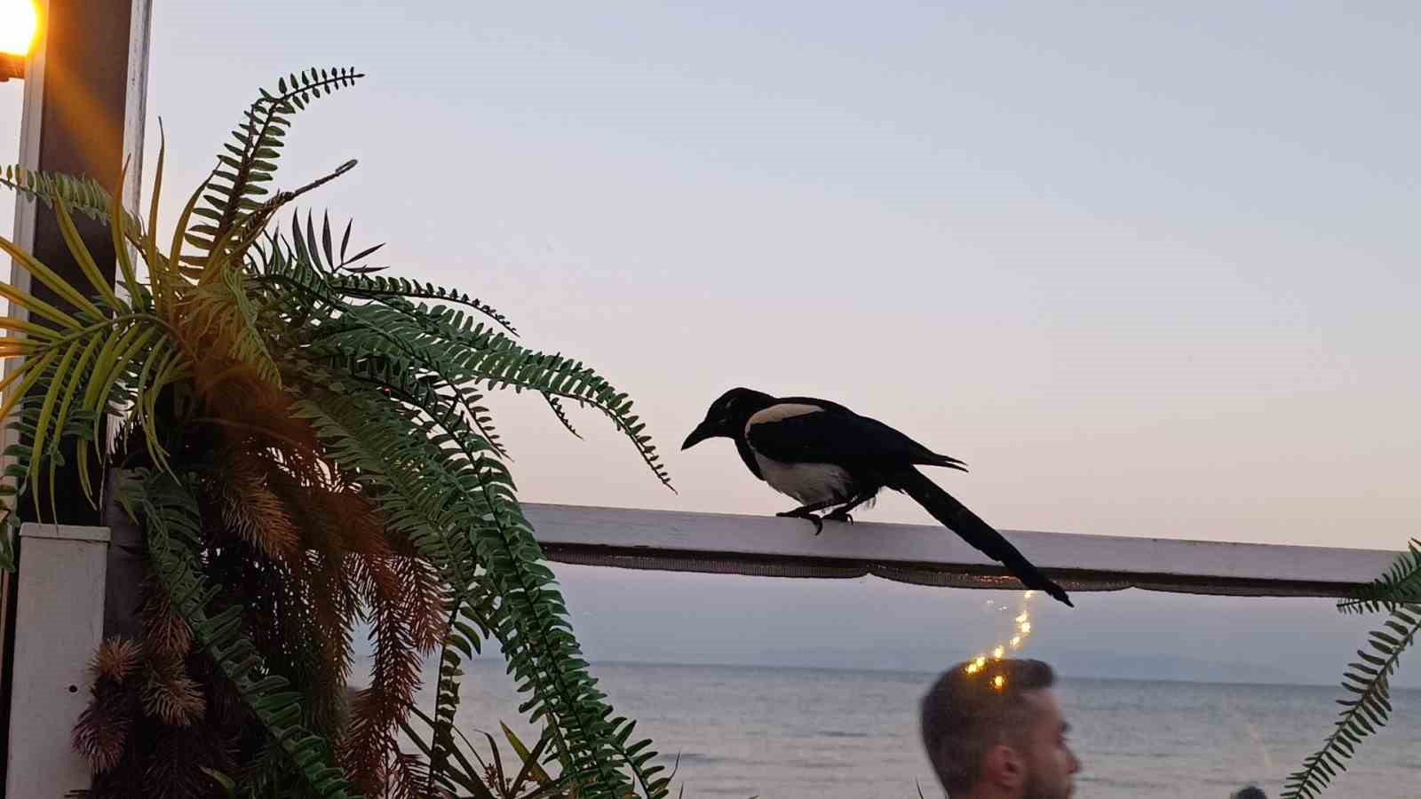 Sevimli saksağan Tekirdağlıların maskotu haline geldi 5 sevimli saksagan tekirdaglilarin maskotu haline geldi 1 zbIHjd85