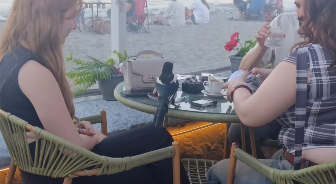 Sevimli saksağan Tekirdağlıların maskotu haline geldi 8 sevimli saksagan tekirdaglilarin maskotu haline geldi 4 QILEfiR2