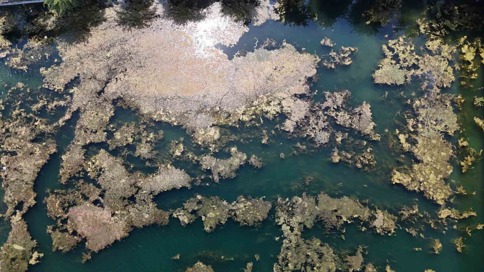 Seyhan Nehri kirliliğe teslim oldu, gönüllü genç sandalla temizliğe çıktı 11 seyhan nehri kirlilige teslim oldu gonullu genc sandalla temizlige cikti 7