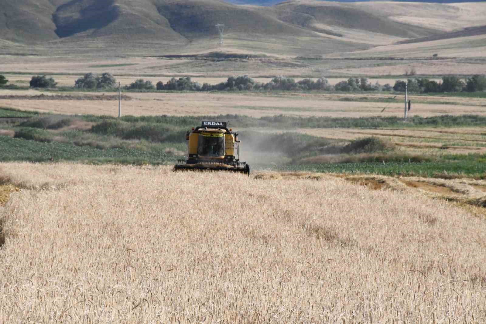 sezonun ilk arpa hasadi basladi verim gecen yila oranla yuksek 1 NgR8T1Tl