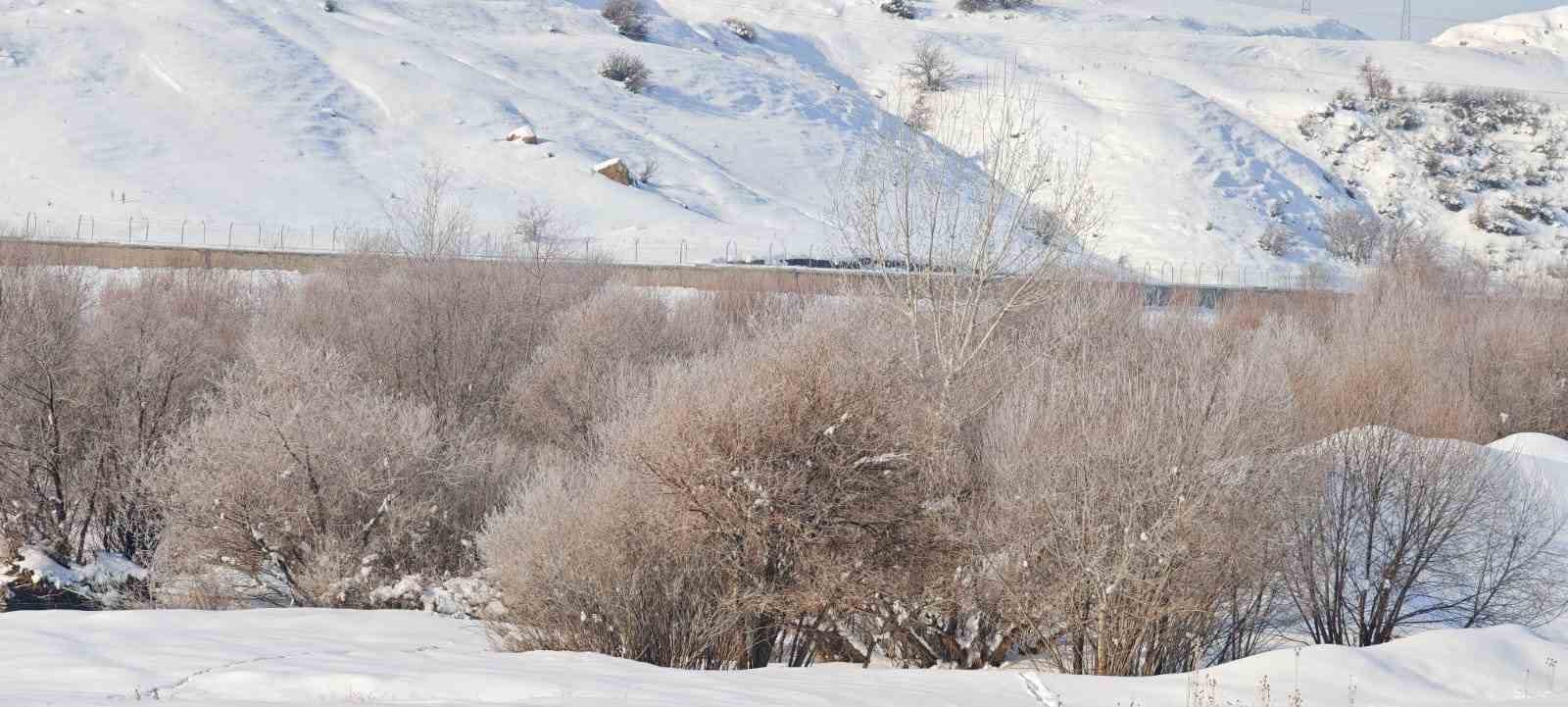 sibirya soguklari yaban hayatini vurdu 5 3NO4yiZl