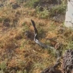sicak-hava-devasa-yilanlari-ortaya-cikardi-HpBGGcfb.jpg