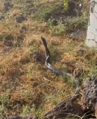 sicak-hava-devasa-yilanlari-ortaya-cikardi-HpBGGcfb.jpg