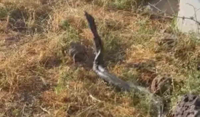 sicak-hava-devasa-yilanlari-ortaya-cikardi-HpBGGcfb.jpg
