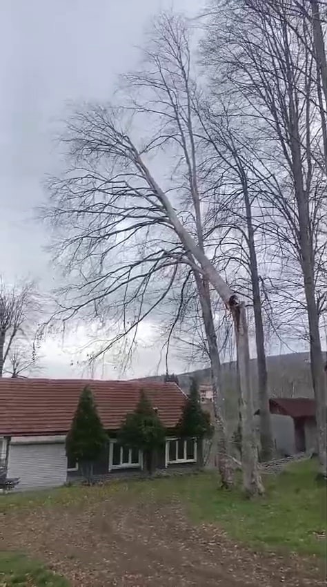 Şiddetli rüzgar ortalığı savaş alanına çevirdi: Yıkılan ağaçlar ve baraka yolu kapattı 6 siddetli ruzgar ortaligi savas alanina cevirdi yikilan agaclar ve baraka yolu kapatti 2 QisMVeTk