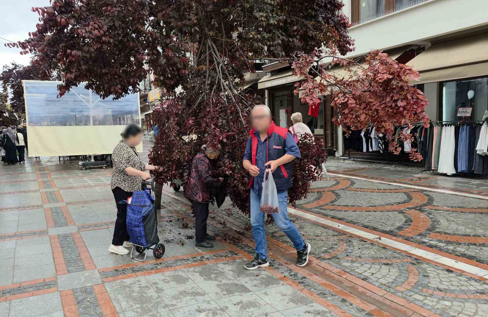 Şiddetli rüzgarda yağmur yağdı, ağaç kırıldı: Vatandaşlar erik peşine düştü 4 siddetli ruzgarda yagmur yagdi agac kirildi vatandaslar erik pesine dustu 0 b39fWDWN