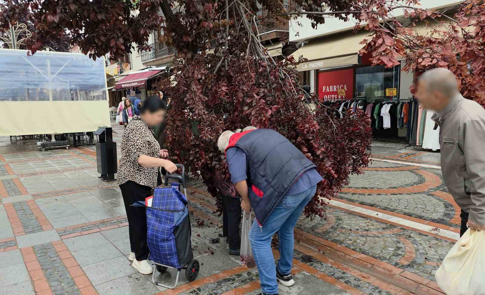 Şiddetli rüzgarda yağmur yağdı, ağaç kırıldı: Vatandaşlar erik peşine düştü 5 siddetli ruzgarda yagmur yagdi agac kirildi vatandaslar erik pesine dustu 1 zvKDGTsG