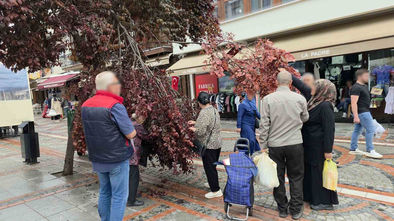Şiddetli rüzgarda yağmur yağdı, ağaç kırıldı: Vatandaşlar erik peşine düştü 7 siddetli ruzgarda yagmur yagdi agac kirildi vatandaslar erik pesine dustu 3 H7MehlZB