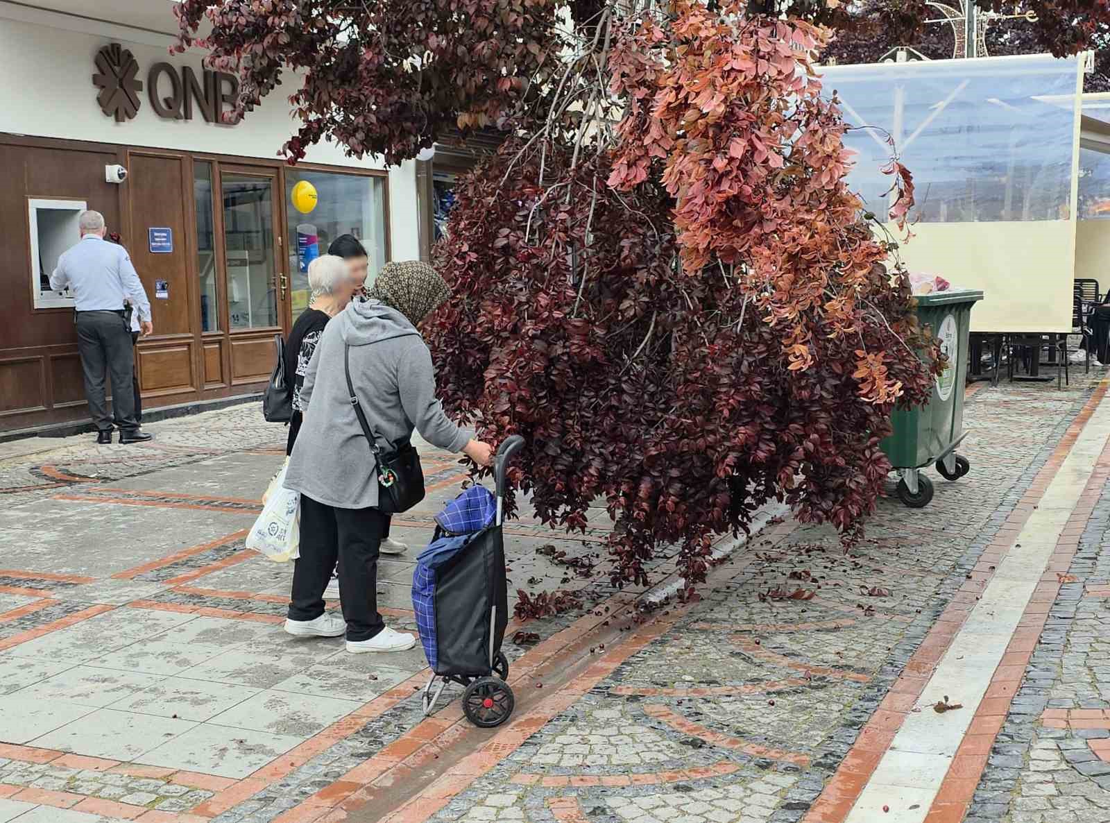 Şiddetli rüzgarda yağmur yağdı, ağaç kırıldı: Vatandaşlar erik peşine düştü 8 siddetli ruzgarda yagmur yagdi agac kirildi vatandaslar erik pesine dustu 4 32EEaCJd