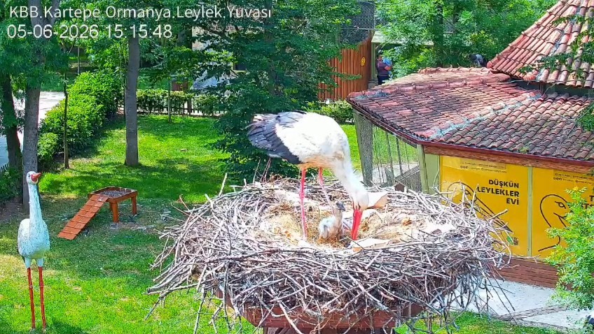 Şifa buldukları merkezde yuva kuran leyleklerin yavrusu 18 günlük oldu 7 sifa bulduklari merkezde yuva kuran leyleklerin yavrusu 18 gunluk oldu 3 SC1r9zsh