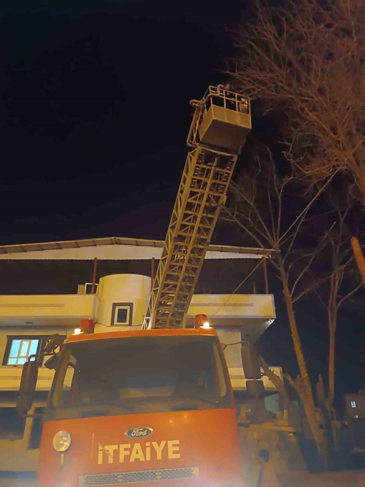 siirtte agacta mahsur kalan kedi itfaiye ekiplerince kurtarildi 1 srv1g6Ih