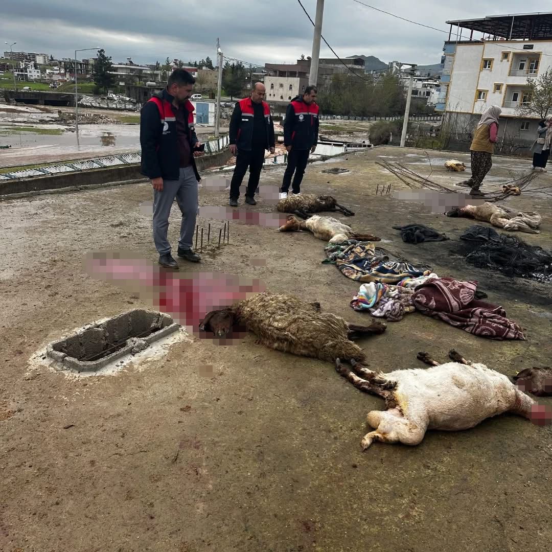 siirtte araclar sel sularinda kayboldu onlarca hayvan telef oldu 4 CQpAIpEW