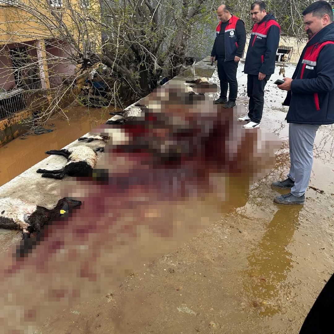 siirtte araclar sel sularinda kayboldu onlarca hayvan telef oldu 5 cM6lTqr6
