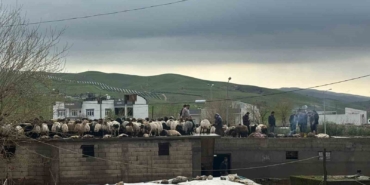 siirtte-araclar-sel-sularinda-kayboldu-onlarca-hayvan-telef-oldu-LZGMbDSC.jpg