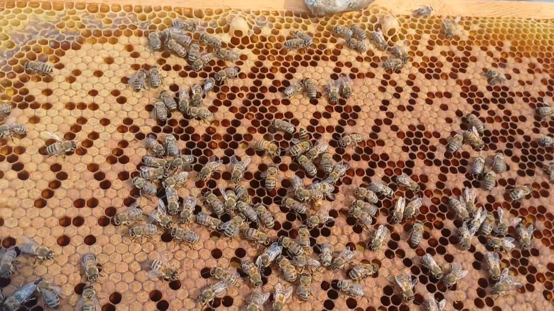 siirtte aricilarin yayla mesaisi basladi 1 4mpnaysg