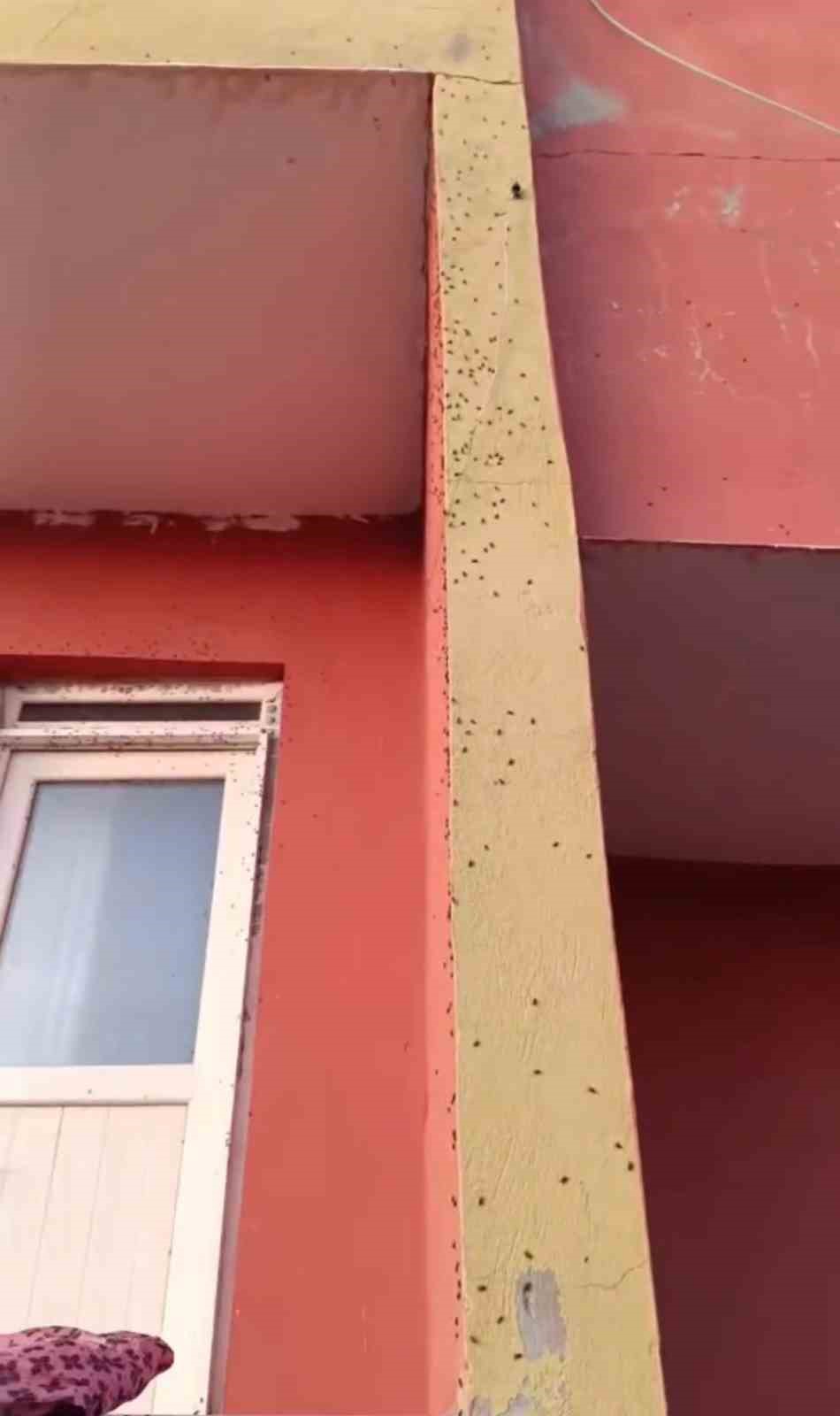 siirtte bazi evlerin duvarlari sineklerle kaplandi 0 NqdtTiru