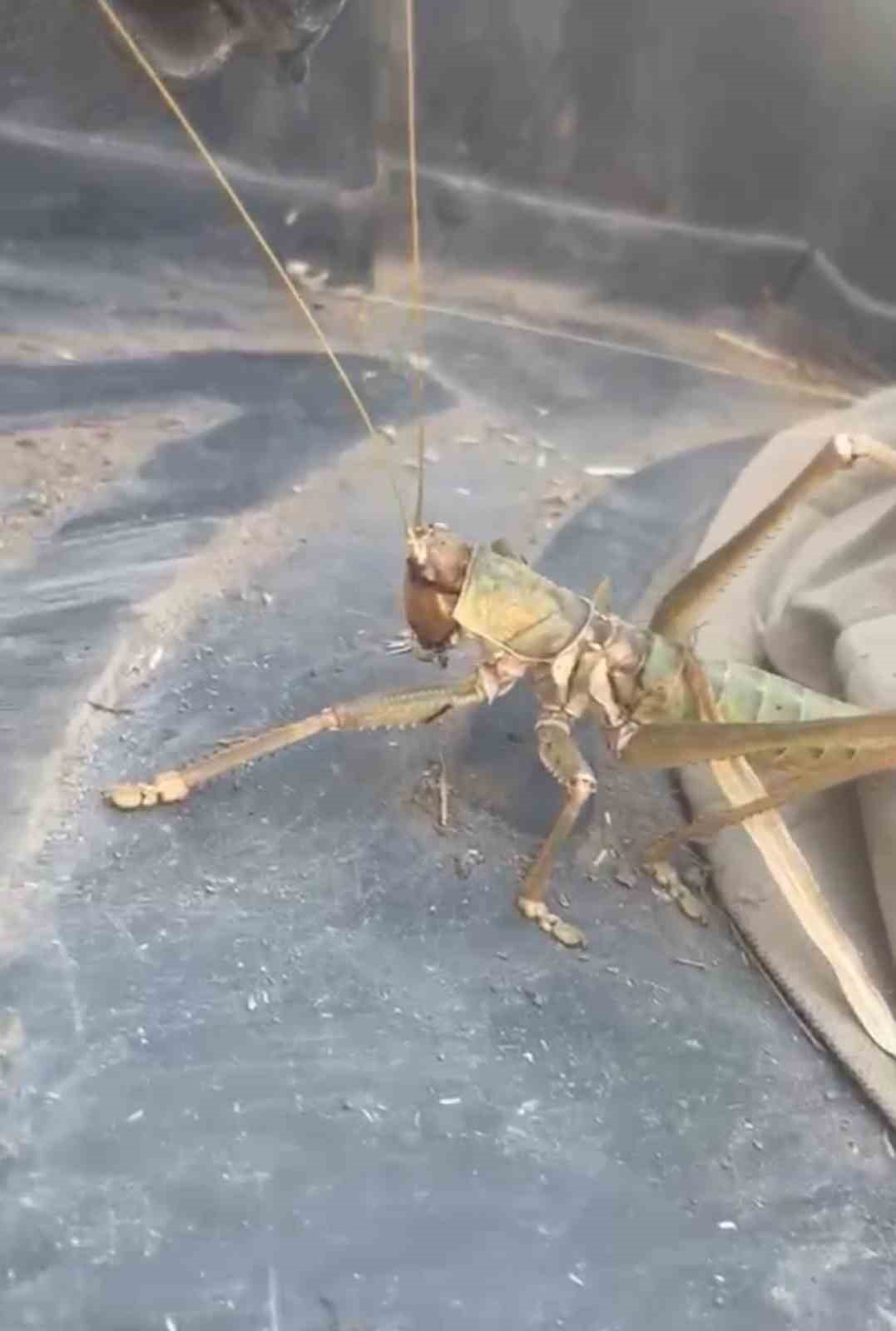 siirtte etcil cekirge goruldu 0 IKO8zp6W
