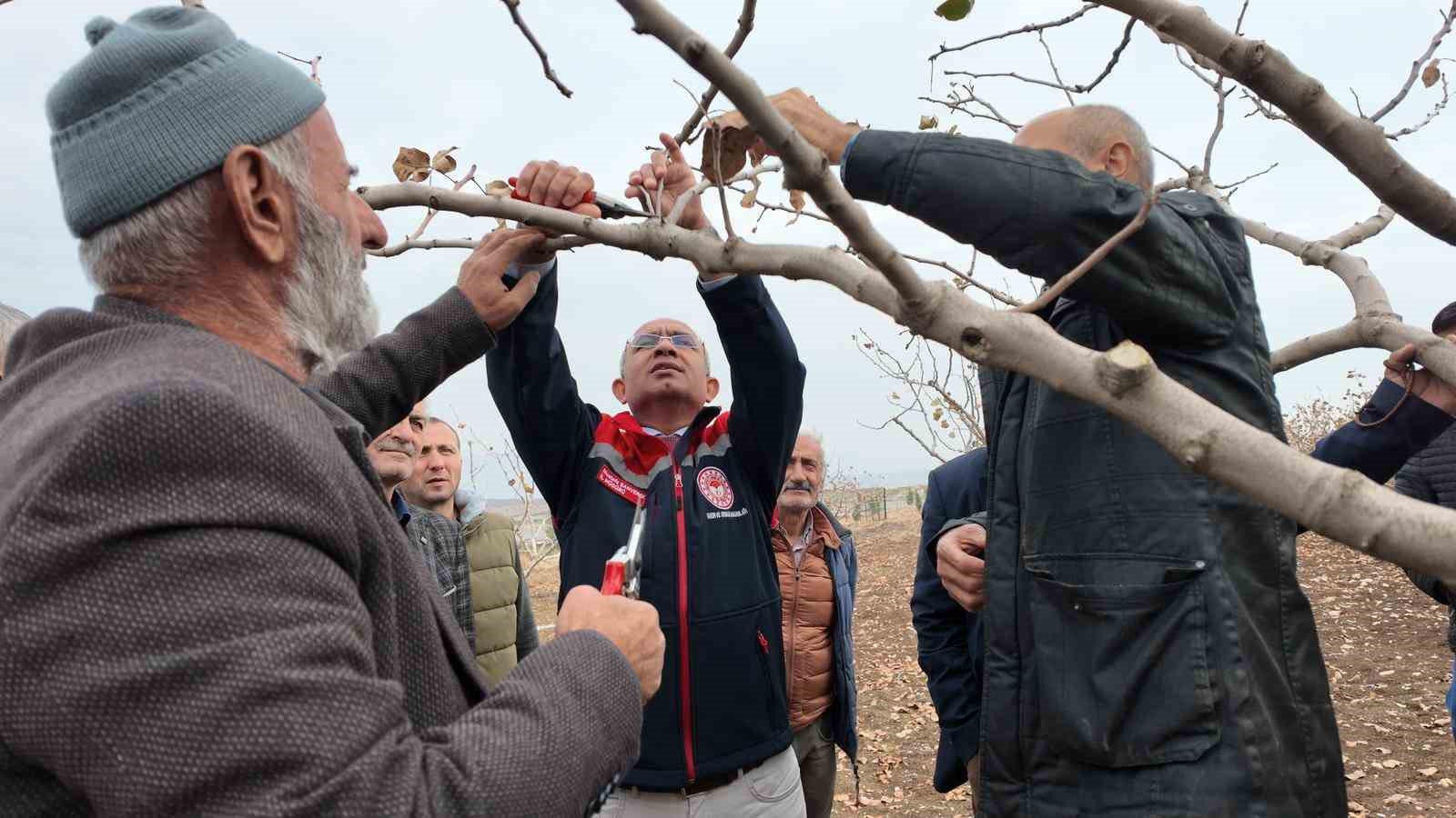 siirtte fistik ureticilerine teorik ve pratik budama ile gubreleme egitimi 0 evjPN5vI