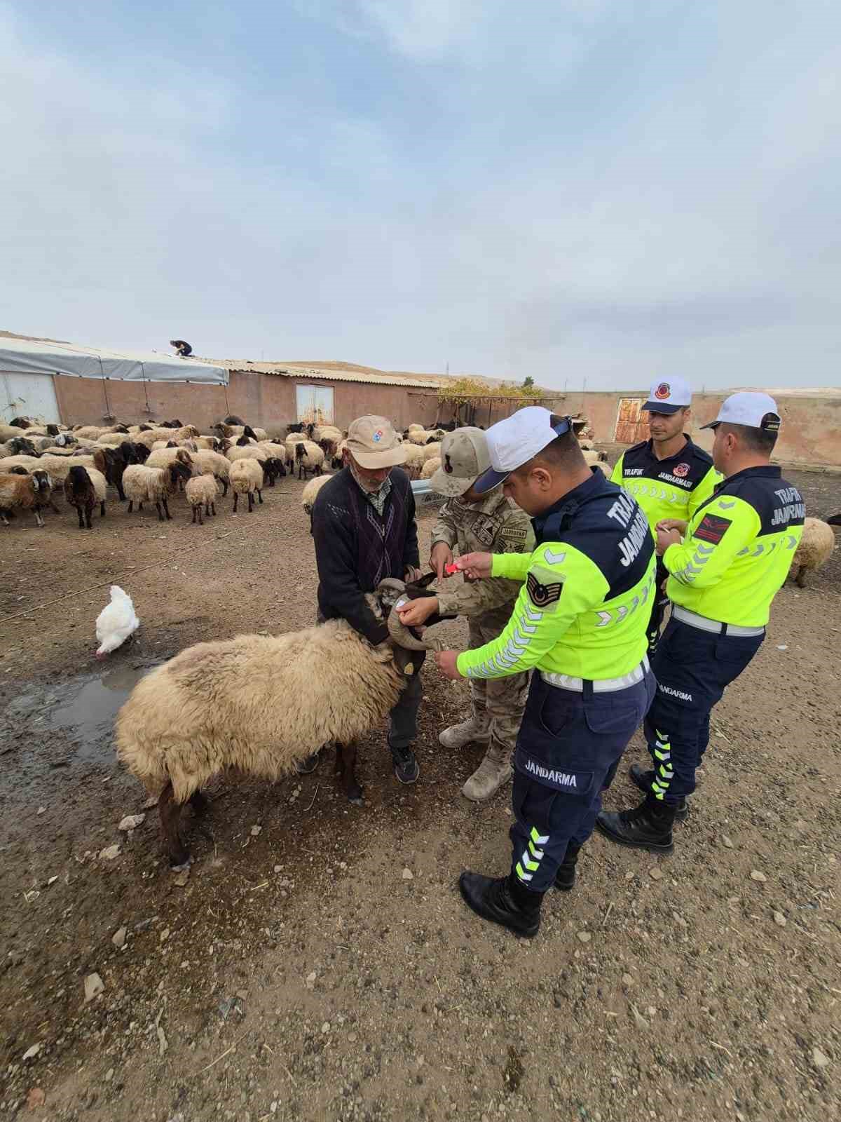 siirtte hayvan kazalarinin onlenmesi icin suruye reflektif bant takildi 2 BUTIYuTF