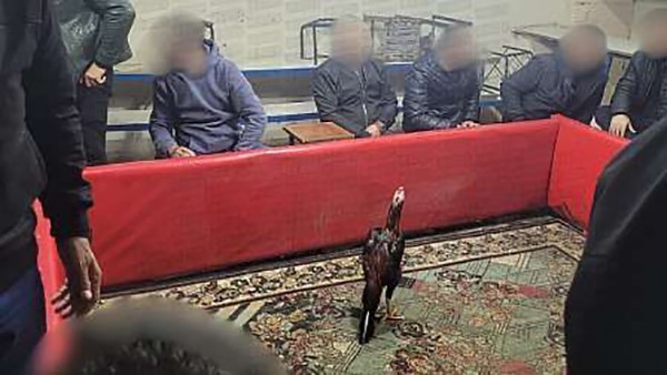 Siirt’te horoz dövüşüne suçüstü operasyon: 60 kişi yakalandı 4 siirtte horoz dovusune sucustu operasyon 60 kisi yakalandi 0 I6LRBQNF