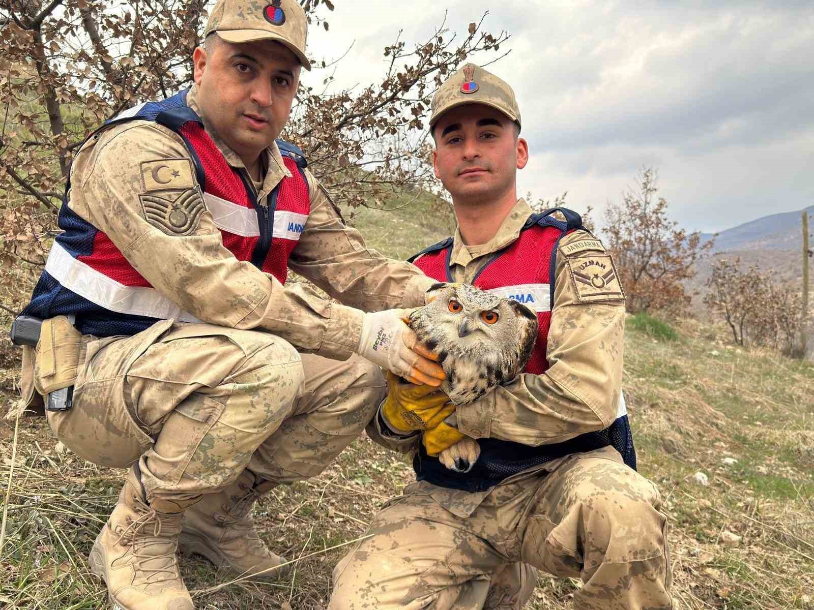siirtte nesli tehlike altindaki kulakli baykus koruma altina alindi 0 i5bWrJSC