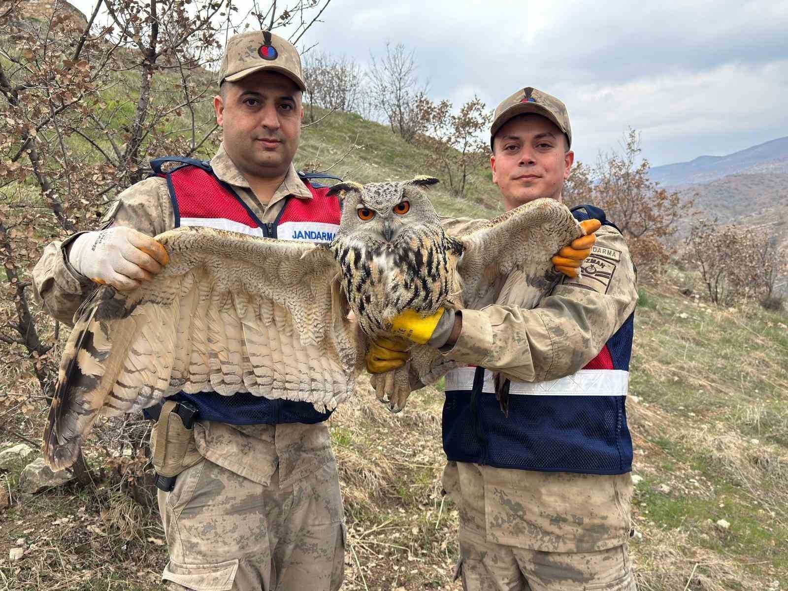 siirtte nesli tehlike altindaki kulakli baykus koruma altina alindi 1 fTewzpuG