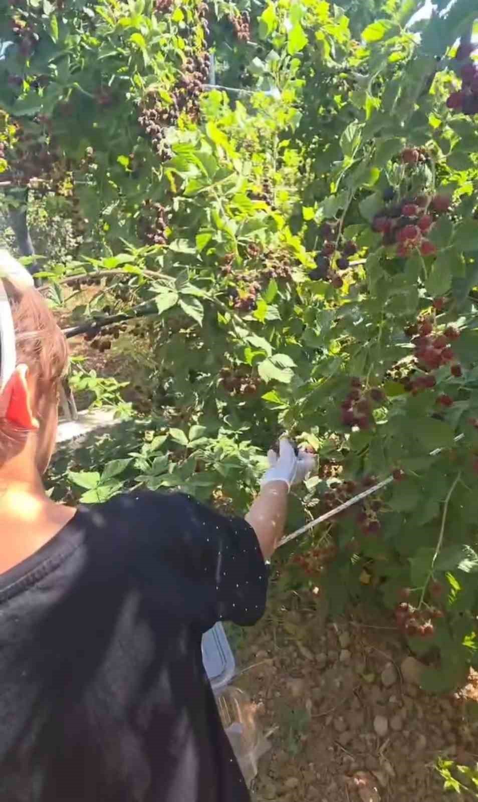 Siirt’te özel bireyler ve çocuklar böğürtlen hasadında buluştu 4 siirtte ozel bireyler ve cocuklar bogurtlen hasadinda bulustu 0 rs6c7OLs