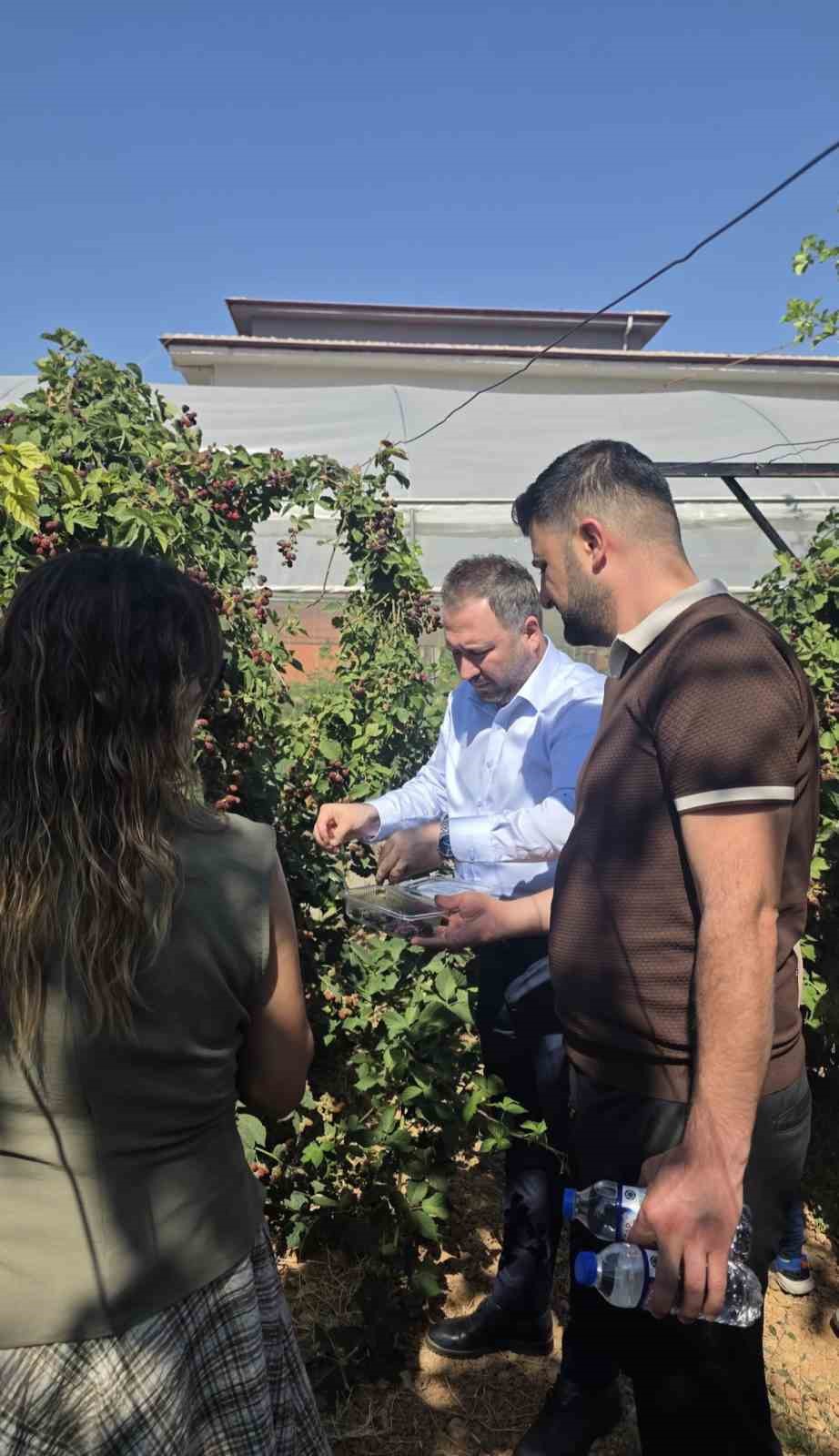 Siirt’te özel bireyler ve çocuklar böğürtlen hasadında buluştu 6 siirtte ozel bireyler ve cocuklar bogurtlen hasadinda bulustu 2